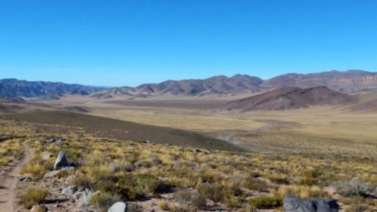 Vicuna-Pampa